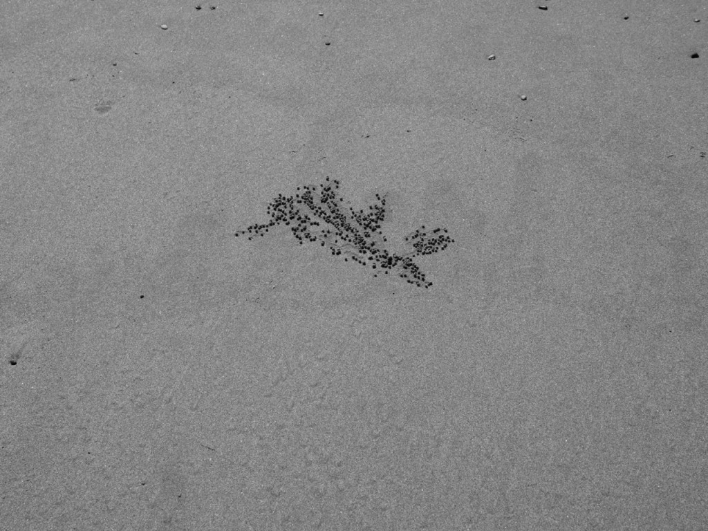 crab poop 1