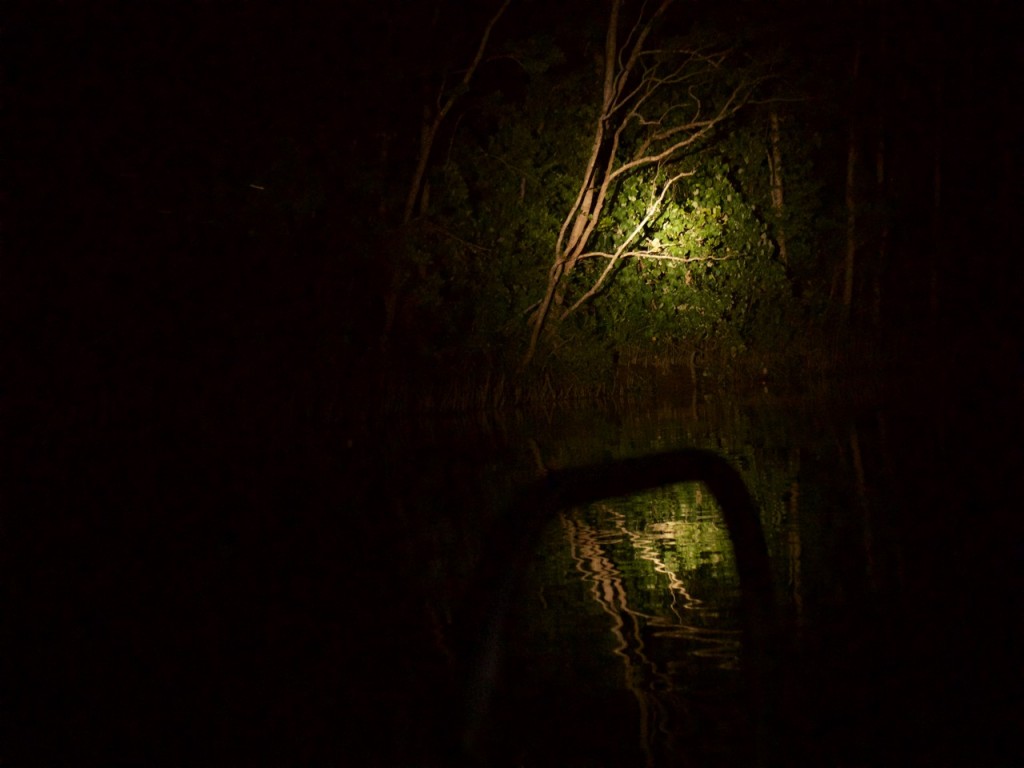 night spotting