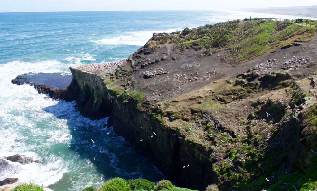 northisland - 1 (2)