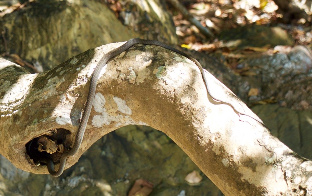 snake in tree 1